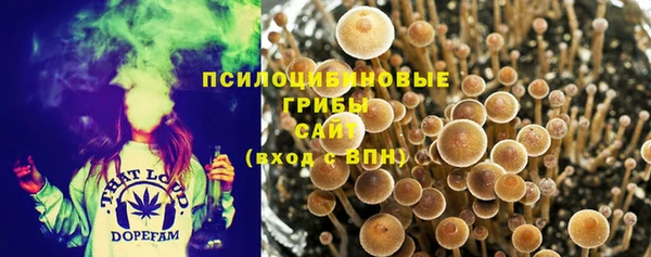 шишки Верея
